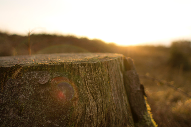 scenic scene with a tree stump and sun on the horizon