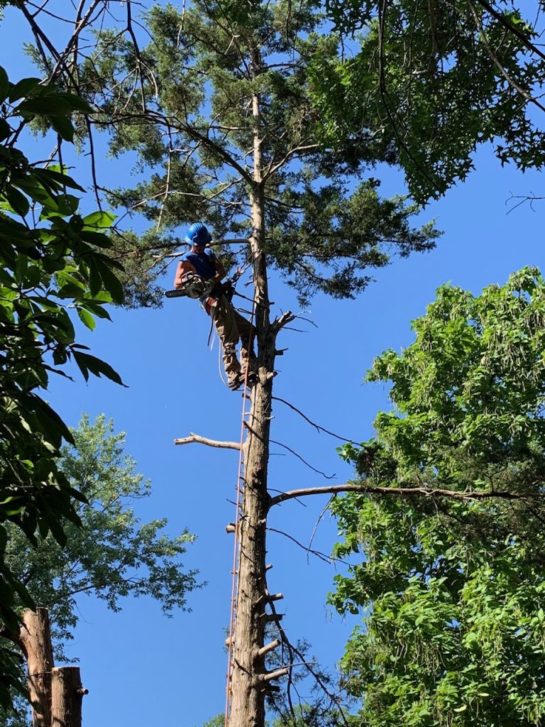 arborist climbing tree