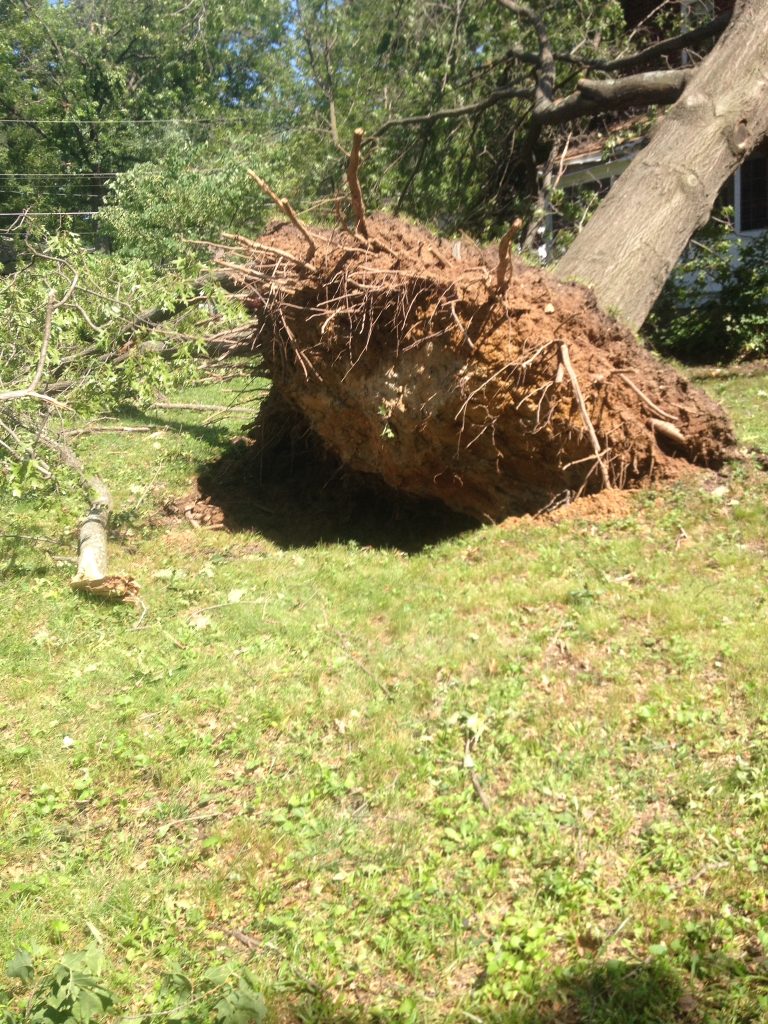 tree knocked over by a storm